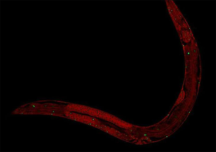 Picture 2 of Genetic impact on nematodes increases life expectancy by 500%