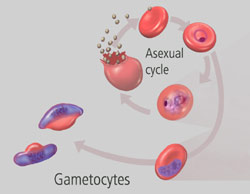 Picture 1 of Genetic map: a new tool for malaria research