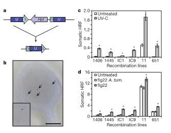 Picture 2 of Genetic memory of stress in plants