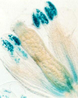 Picture 3 of Genetic memory of stress in plants