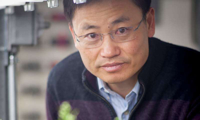Picture 1 of Genetic modification rice yield up to 30% higher
