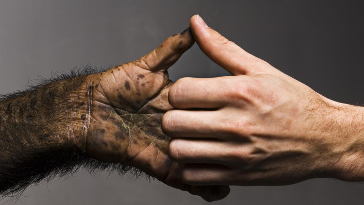 Picture 1 of Genetic secrets make other monkeys