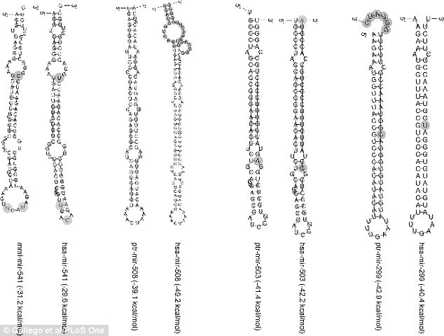 Picture 2 of Genetic secrets make other monkeys