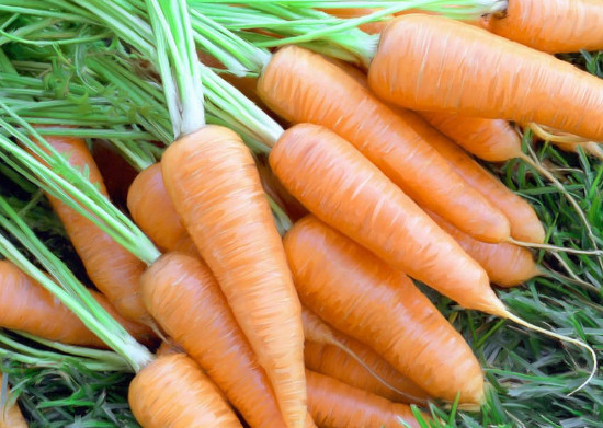 genetically-modified-carrots-resist-flu