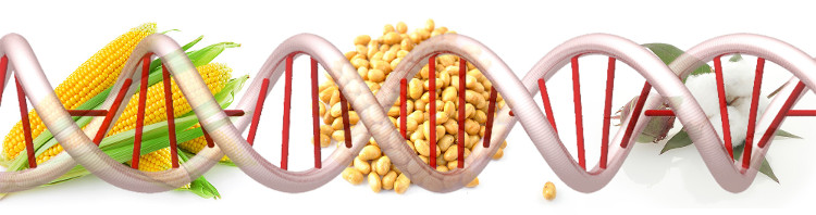 Picture 2 of Genetically modified food in Vietnam ever since?