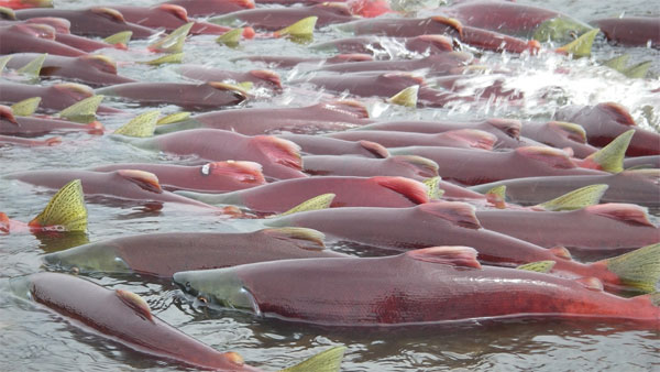 Picture 2 of Genetically modified salmon in the US is controversial