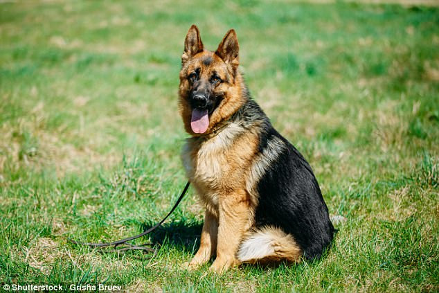 Picture 3 of German shepherd dogs are dying slowly due to human preferences