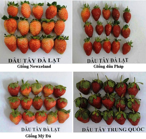 Picture 1 of Get to know Dalat strawberry and Chinese strawberry