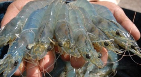 Picture 2 of Get to know how shrimp impurities?