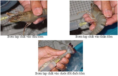 Picture 4 of Get to know how shrimp impurities?