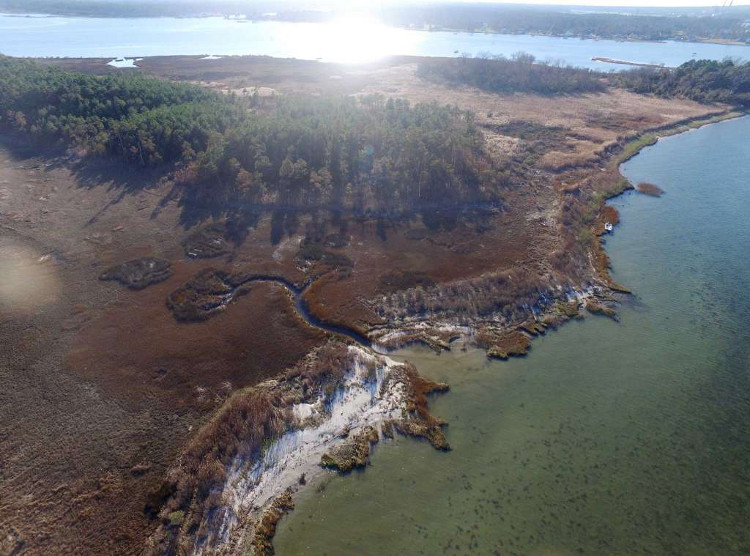 Picture 1 of 'Ghost forest' spread rapidly in North America due to climate change
