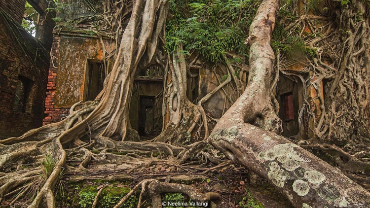Picture 7 of 'Ghost' island in the middle of the Indian Ocean