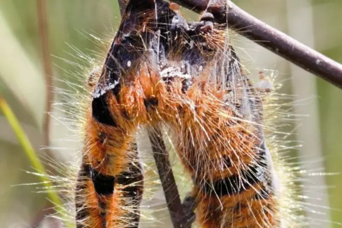 Picture 1 of Ghost virus causes moths to explode