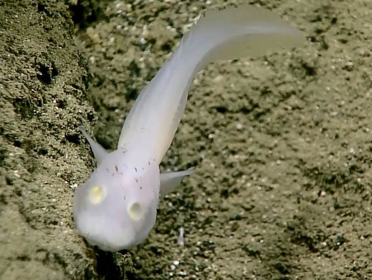 Picture 1 of 'Ghosts' in the world's deepest ocean trench