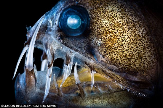 Picture 1 of Ghosts lurk on the ocean floor