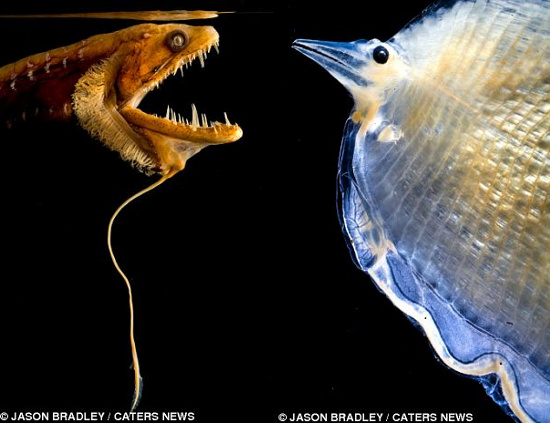 Picture 5 of Ghosts lurk on the ocean floor