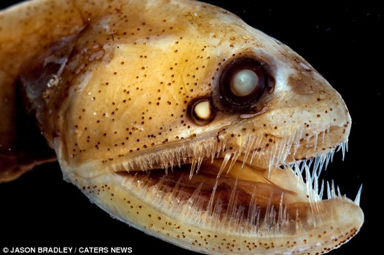 Picture 7 of Ghosts lurk on the ocean floor