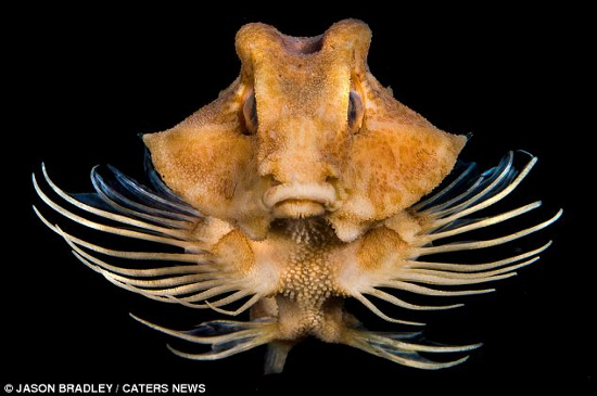 Picture 8 of Ghosts lurk on the ocean floor