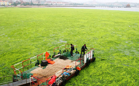 Picture 1 of Giant algae in China bulge