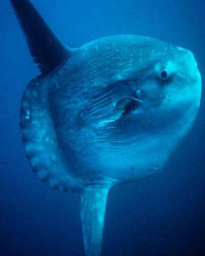 Picture 10 of Giant animals in nature