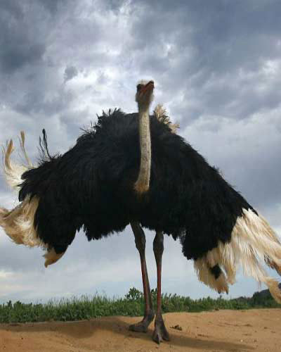 Picture 11 of Giant animals in nature