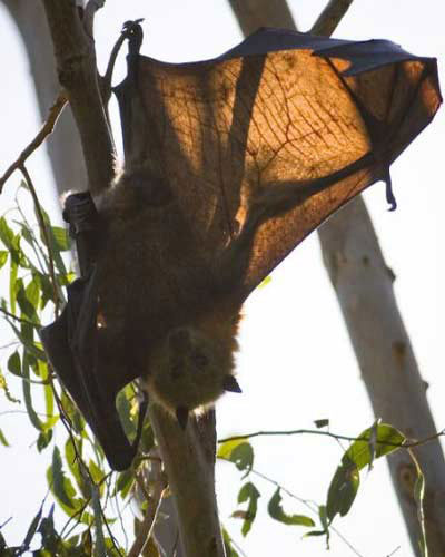Picture 12 of Giant animals in nature