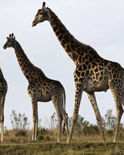 Picture 13 of Giant animals in nature