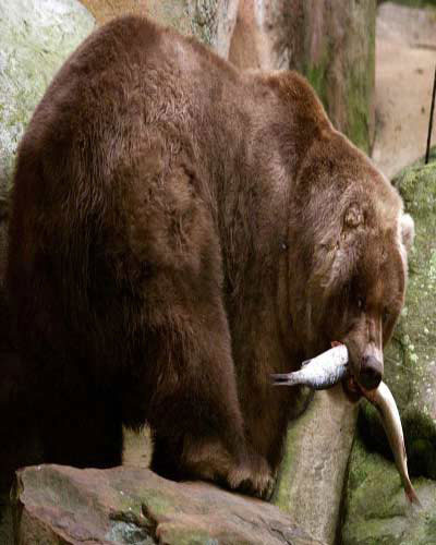 Picture 9 of Giant animals in nature