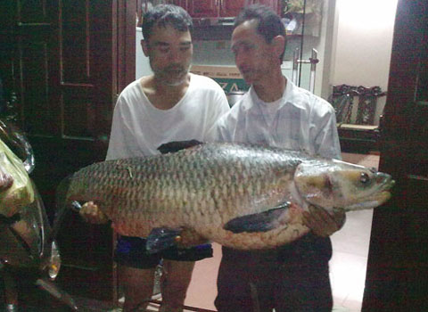 Picture 6 of Giant animals in Vietnam
