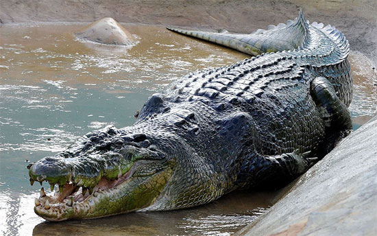 Picture 1 of Giant animals