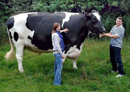 Picture 2 of Giant animals