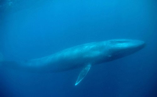 Picture 4 of Giant animals