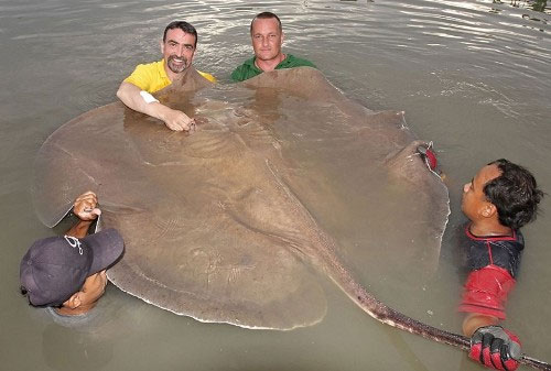 Picture 5 of Giant animals