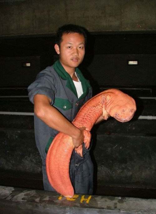 Picture 6 of Giant animals