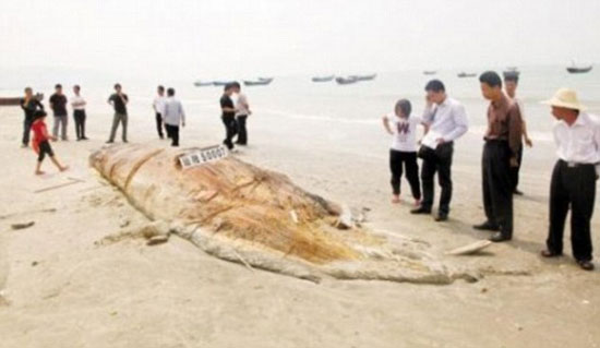 Picture 1 of Giant animals washed up the coast of China