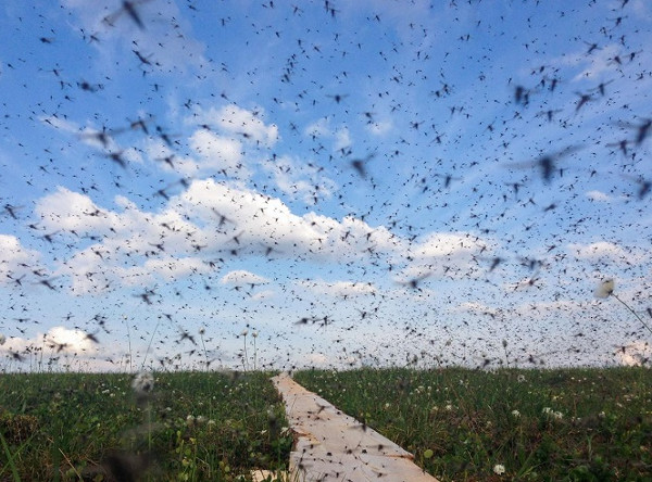 Picture 3 of Giant Arctic mosquitoes thrive because of climate change