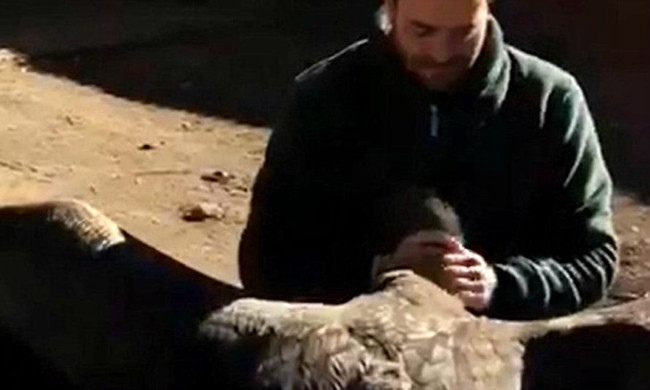 Picture 1 of Giant birds flew back to visit the life-saving benefactor