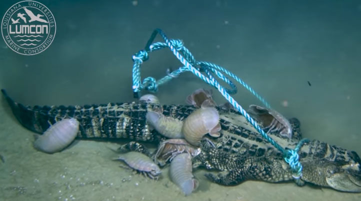 Picture 1 of Giant bugs tear the 2,000-meter-deep sea crocodile