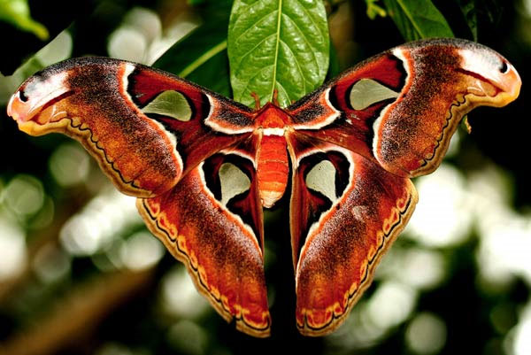 Picture 1 of Giant butterflies appear much in Soc Trang