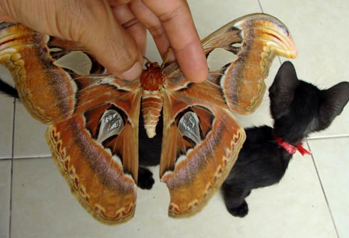 Picture 1 of Giant butterflies, wingspan 30cm appear in Gia Lam