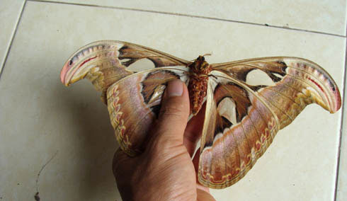 Picture 2 of Giant butterflies, wingspan 30cm appear in Gia Lam