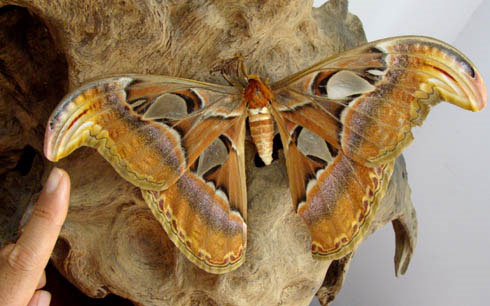 Picture 3 of Giant butterflies, wingspan 30cm appear in Gia Lam