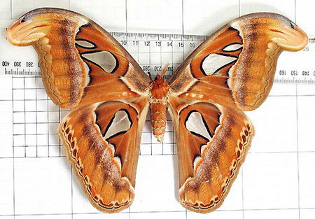 Picture 6 of Giant butterflies, wingspan 30cm appear in Gia Lam