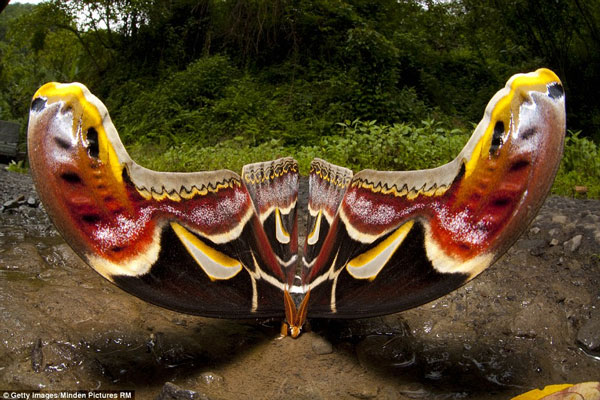 Picture 1 of 'Giant butterfly' was discovered in Malaysia