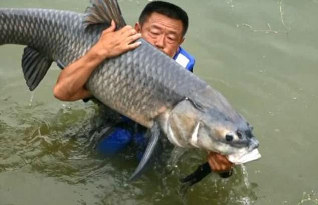 Picture 1 of Giant carp catches a bite, dragging Chinese fishermen to the lake six times
