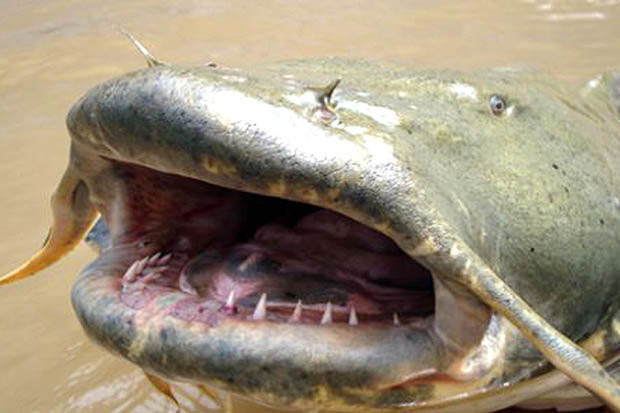 Giant catfish over 2m long due to Chernobyl radiation?