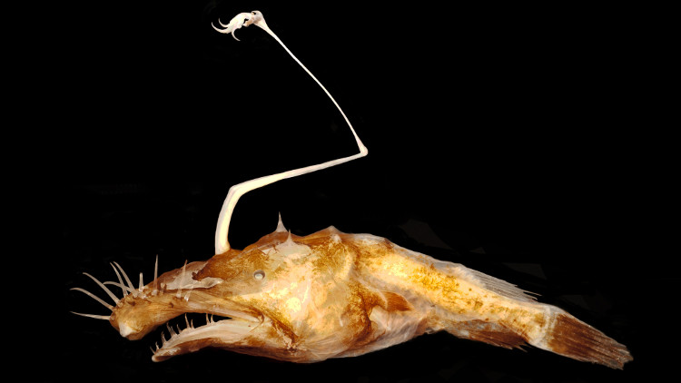 Picture 3 of Giant centipedes swim as fast as eels and 4 newly discovered 'monsters' in 2016