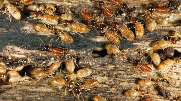 Picture 2 of Giant clusters in Japan are making science surprising for this reason