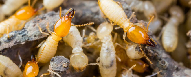 Picture 3 of Giant clusters in Japan are making science surprising for this reason