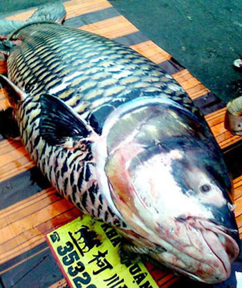 Picture 1 of Giant coral fishes fishermen
